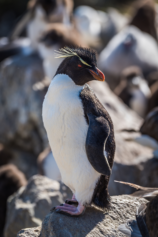 Rockhopper Penguin, West Point Island, Falkland Islands, Antarctica